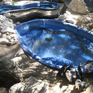 Little Penguin pools