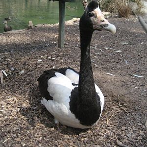 Magpie Goose