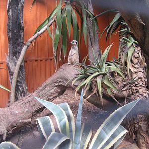 Meerkat enclosure interior