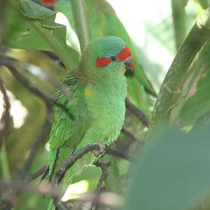 Musk Lorikeet