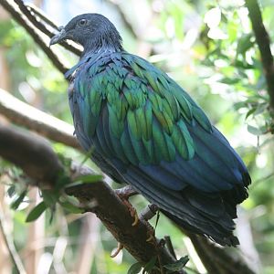 Nicobar Pigeon