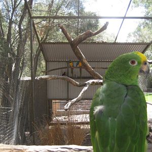Parrot Aviary