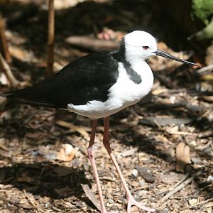Pied Stilt