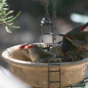 Red-browed Firetail Finches - wild
