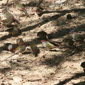 Red-browed Firetail Finches - wild
