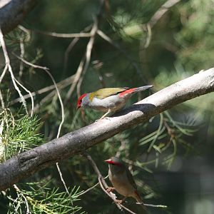 Red-browed Firetail Finches - wild