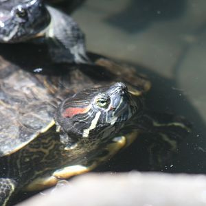 Red-eared Slider