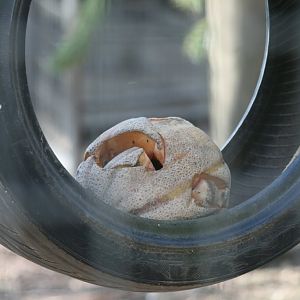 Rockmelon in tyre in Macaque cage