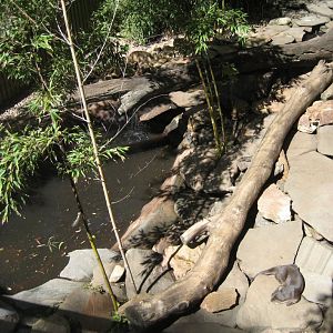 Small-clawed Otter enclosure