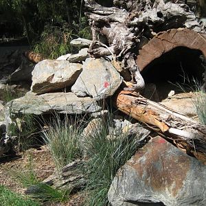 Tasmanian Devil exhibit