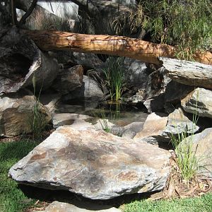 Tasmanian Devil exhibit