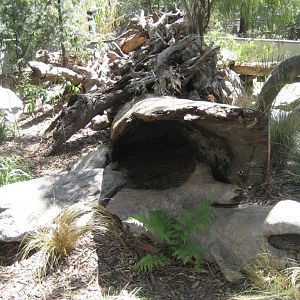 Tasmanian Devil exhibit