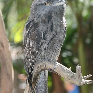 Tawny Frogmouth