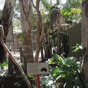 Tawny Frogmouth display
