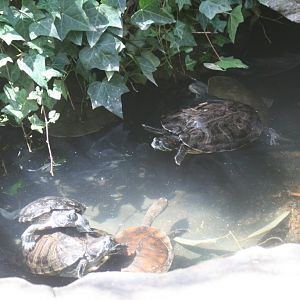 Turtle exhibit