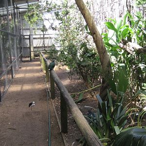 Walkthrough Aviary interior