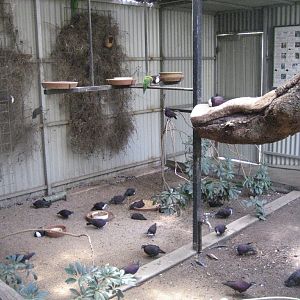 Walkthrough Aviary interior