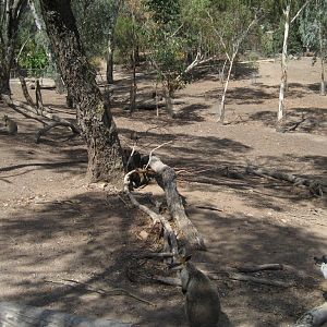 Walkthrough Macropod yard