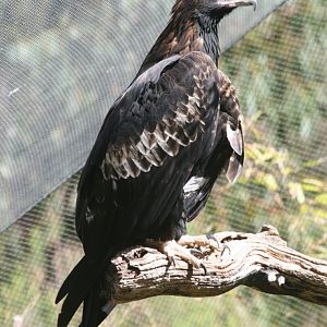 Wedgetail Eagle