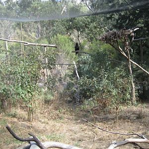 Wedgetail Eagle aviary