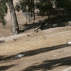White Kangaroos and wallabies