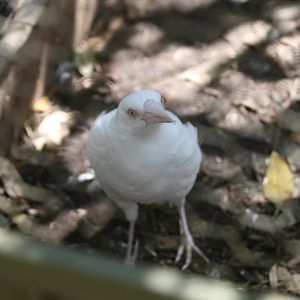 White Magpie