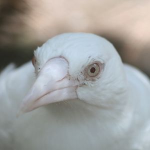 White Magpie