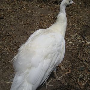 White Peafowl