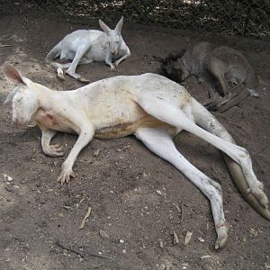 White Red Kangaroo male