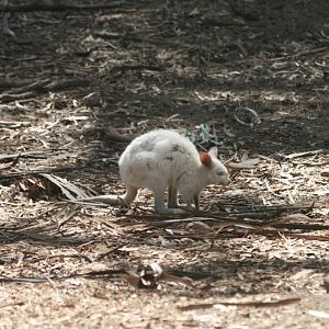 White Tammar Wallaby