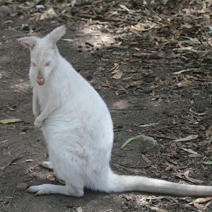 White Wallaby
