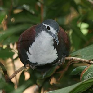 White-breasted Ground Dove