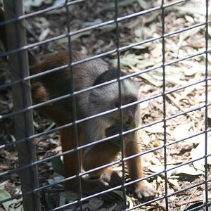 White-fronted Capuchin