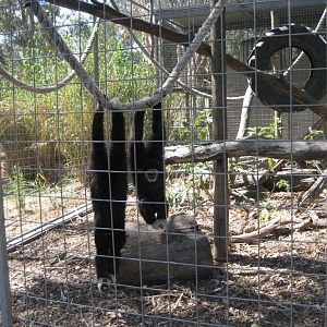 White-handed Gibbons
