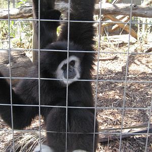 White-handed Gibbon