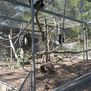 White-handed Gibbon cage