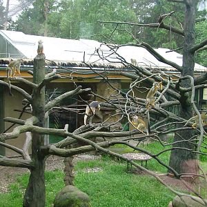 Monkey and Tamandua exhibit at Olomouc 30/05/09
