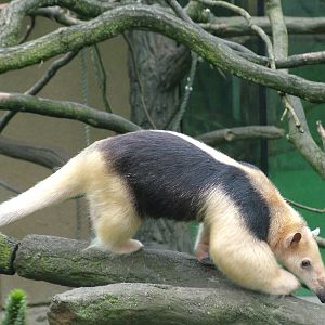 Southern Tamandua at Olomouc 30/05/09
