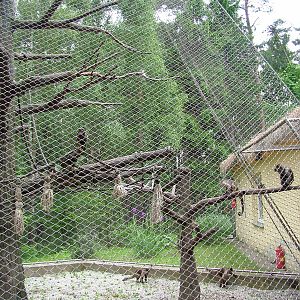 Weeper Capuchin exhibit at Olomouc 30/05/09