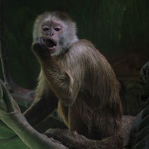 Weeper Capuchin at Olomouc 30/05/09