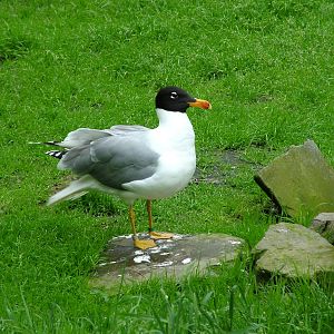 Great Black-headed Gull at Olomouc 30/05/09