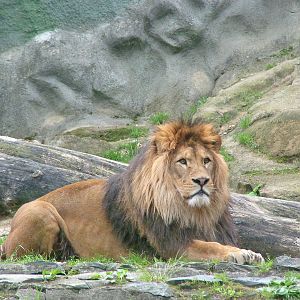 Barbary Lion at Olomouc 30/05/09