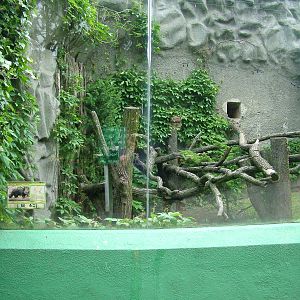 Outdoor Binturong exhibit at Olomouc 30/05/09