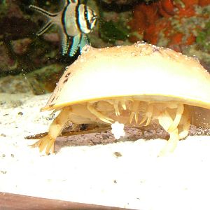 Horseshoe Crab at Olomouc 30/05/09