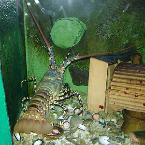 Spiny Lobster at Olomouc 30/05/09
