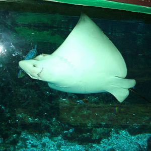Spotted Eagle Ray at Olomouc 30/05/09