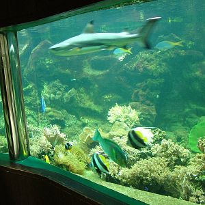 Shark Tank at Olomouc 30/05/09