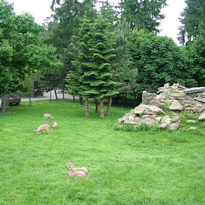 Markhor exhibit at Olomouc 30/05/09