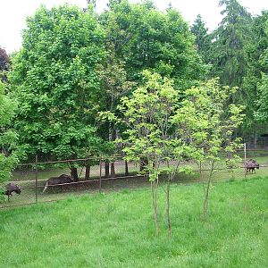 White-tailed Gnu exhibit at Olomouc 30/05/09