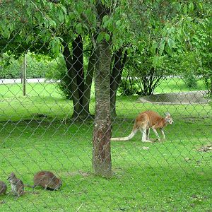 Mixed Macropods at Olomouc 30/05/09
